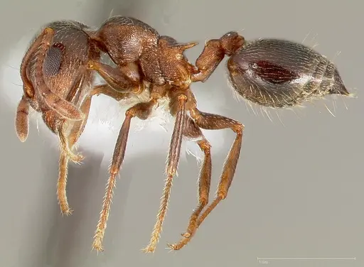 Crematogaster coarctata specimen