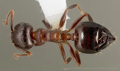 Crematogaster coarctata - CASENT0005667