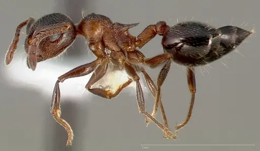 Crematogaster coarctata - CASENT0005667