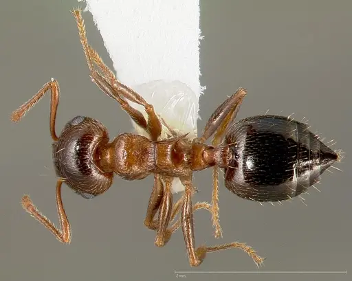 Crematogaster coarctata - CASENT0005671