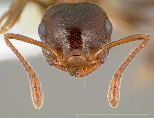 Crematogaster coarctata - CASENT0005671