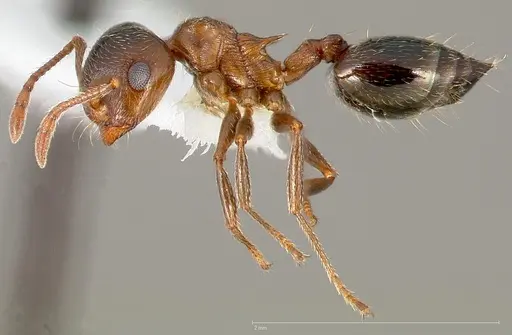 Crematogaster coarctata - CASENT0005671