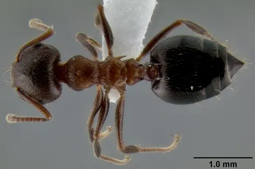Crematogaster coarctata - CASENT0193116