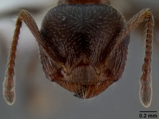 Crematogaster coarctata - CASENT0193116