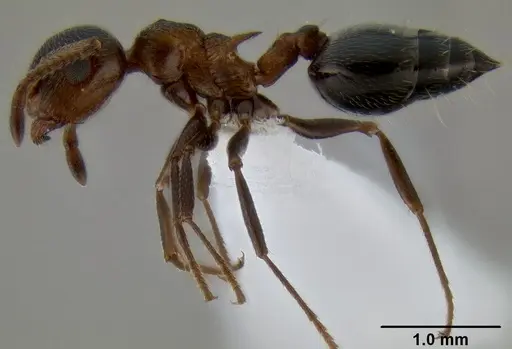 Crematogaster coarctata - CASENT0193116