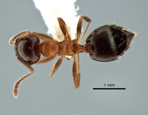 Crematogaster coarctata - CASENT0882272