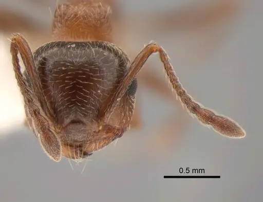 Crematogaster coarctata - CASENT0882272
