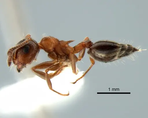 Crematogaster coarctata - CASENT0882272