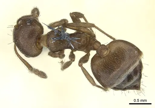 Crematogaster coarctata - CASENT0902143
