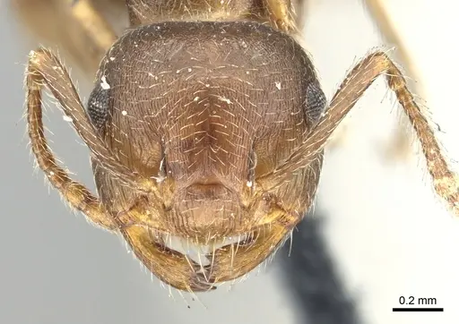 Crematogaster coarctata - CASENT0902143