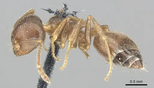 Crematogaster coarctata - CASENT0902143