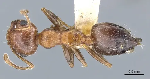 Crematogaster coarctata - CASENT0904538