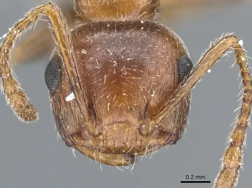 Crematogaster coarctata - CASENT0904538