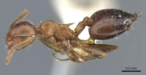 Crematogaster coarctata - CASENT0904538