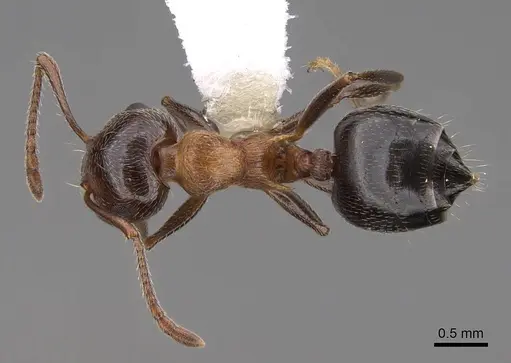 Crematogaster coarctata - CASENT0922727