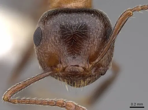 Crematogaster coarctata - CASENT0922727