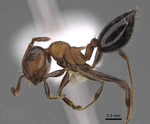 Crematogaster coarctata - CASENT0922727