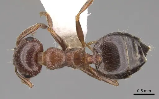 Crematogaster coarctata - CASENT0922735