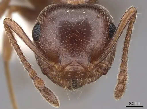 Crematogaster coarctata - CASENT0922735