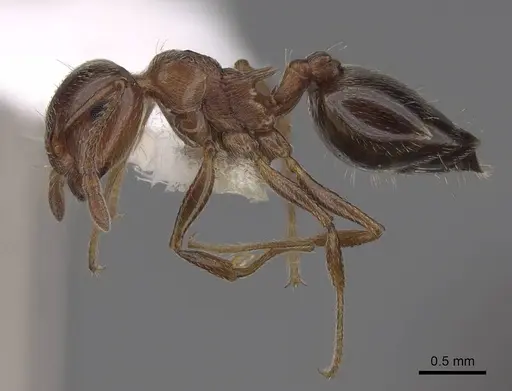 Crematogaster coarctata - CASENT0922735