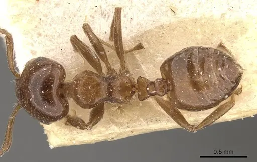 Crematogaster coelestis specimen