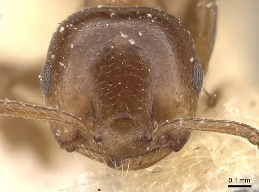 Crematogaster coelestis specimen