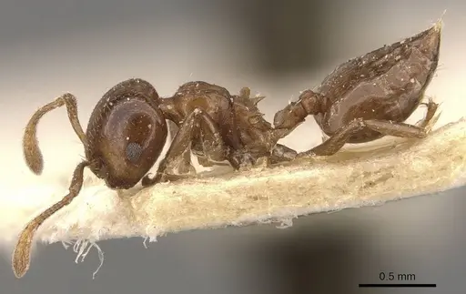 Crematogaster coelestis specimen