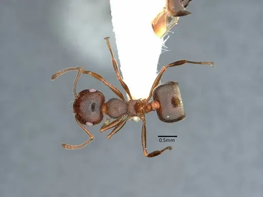 Crematogaster colei specimen