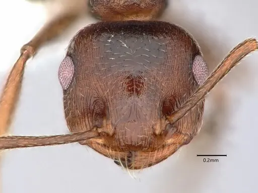Crematogaster colei specimen