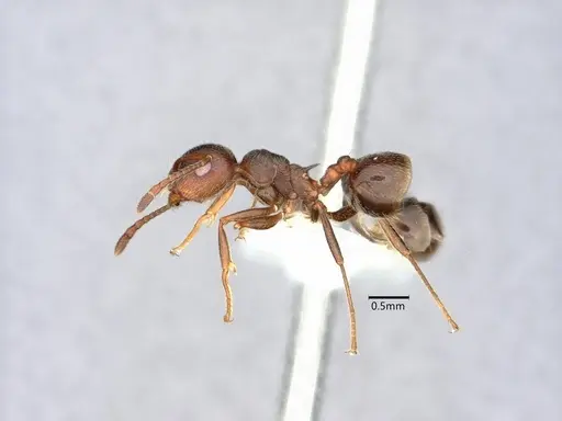 Crematogaster colei specimen