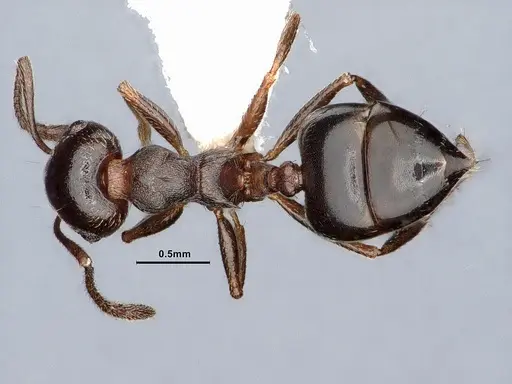 Crematogaster colei - CASENT0884412