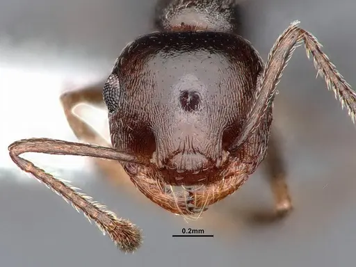 Crematogaster colei - CASENT0884412