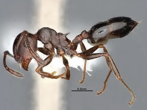 Crematogaster colei - CASENT0884412