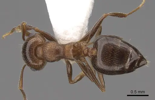 Crematogaster colei - CASENT0922739