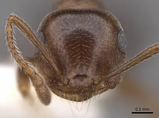 Crematogaster colei - CASENT0922739