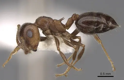 Crematogaster colei - CASENT0922739