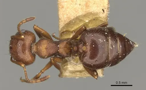 Crematogaster colei - USNMENT00528846