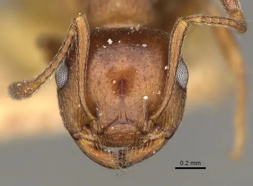 Crematogaster colei - USNMENT00528846