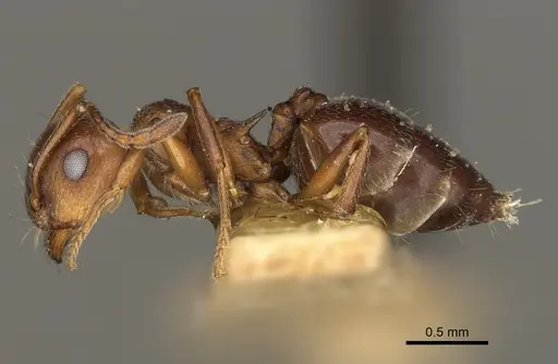 Crematogaster colei - USNMENT00528846