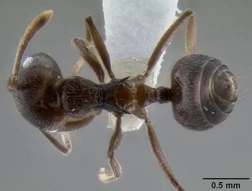 Crematogaster concava specimen