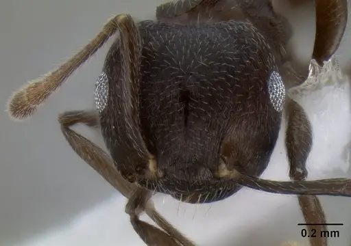 Crematogaster concava specimen