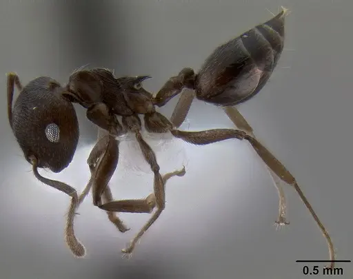 Crematogaster concava specimen