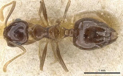 Crematogaster concava - CASENT0904478