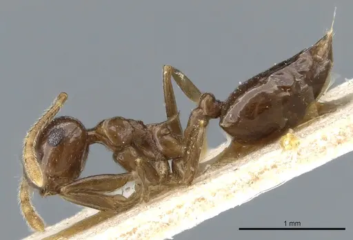 Crematogaster concava - CASENT0904478
