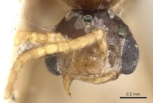 Crematogaster consternens specimen