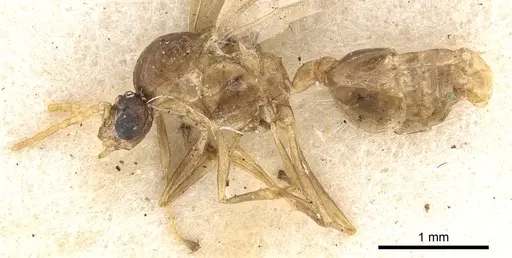Crematogaster consternens specimen
