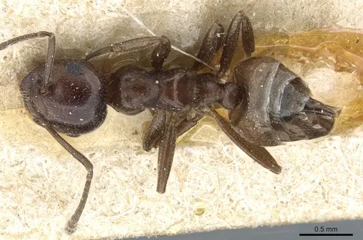Crematogaster constructor specimen