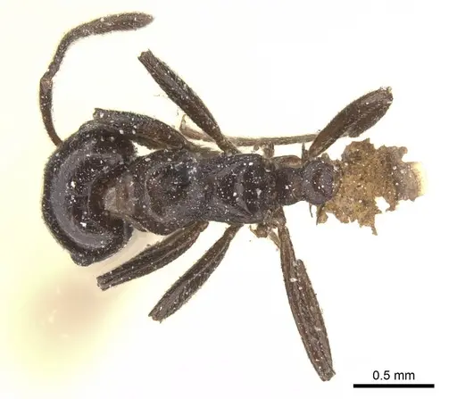 Crematogaster constructor - CASENT0912664