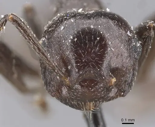 Crematogaster constructor - CASENT0912664