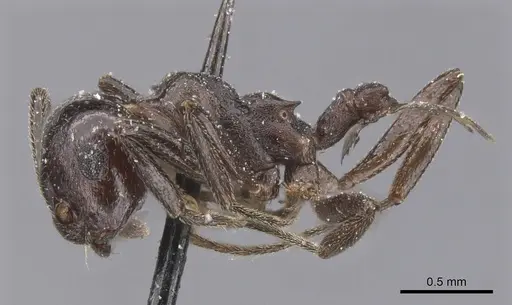 Crematogaster constructor - CASENT0912664